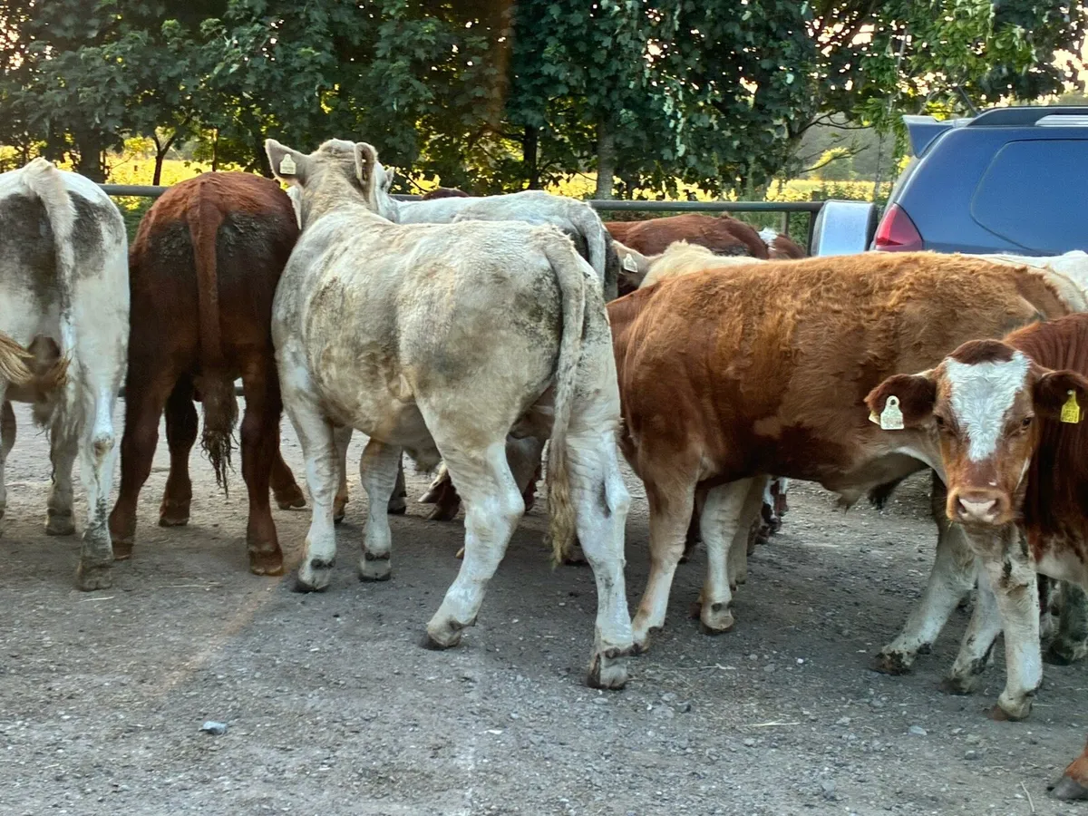 15 smashing store bullocks for sale - Image 3