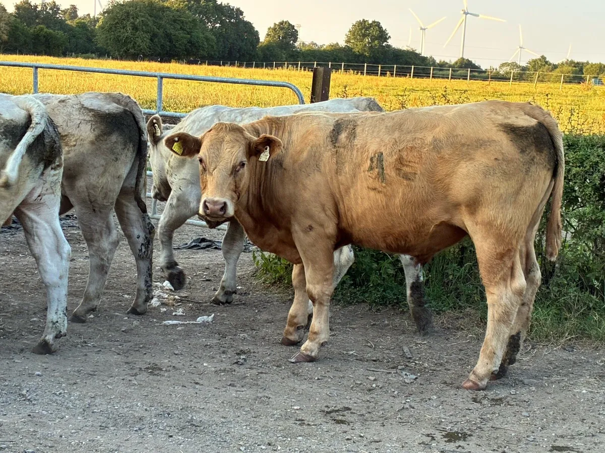 15 smashing store bullocks for sale - Image 4