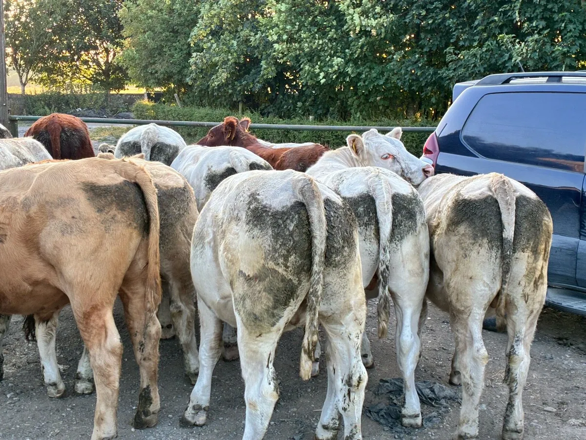 15 smashing store bullocks for sale - Image 1