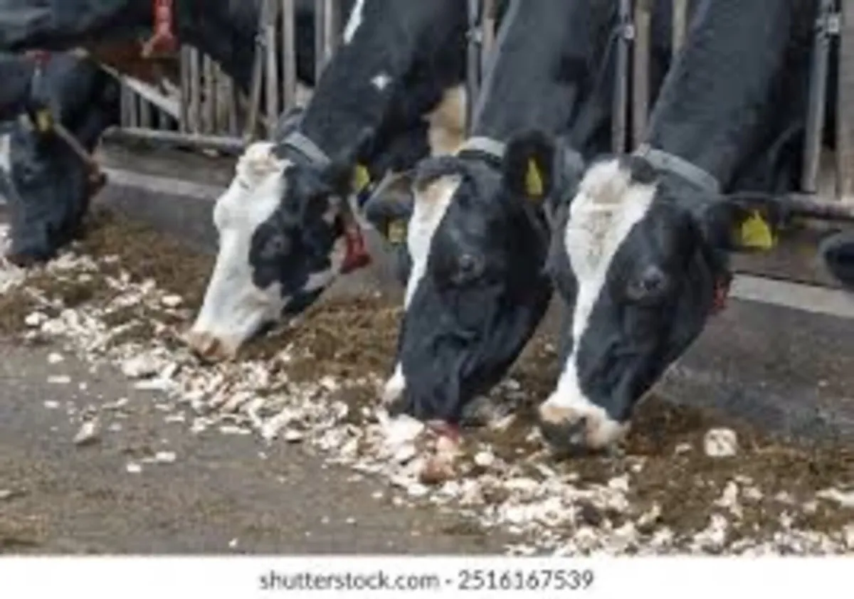 Pitted beet - Image 1