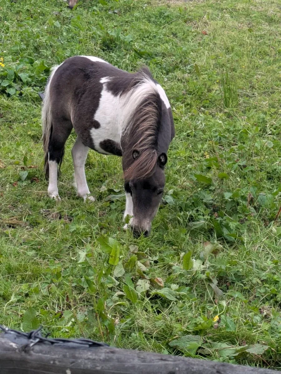 BEAUTIFUL FALABELLA PONIES 3 MARES AND 2 STALLIONS - Image 2