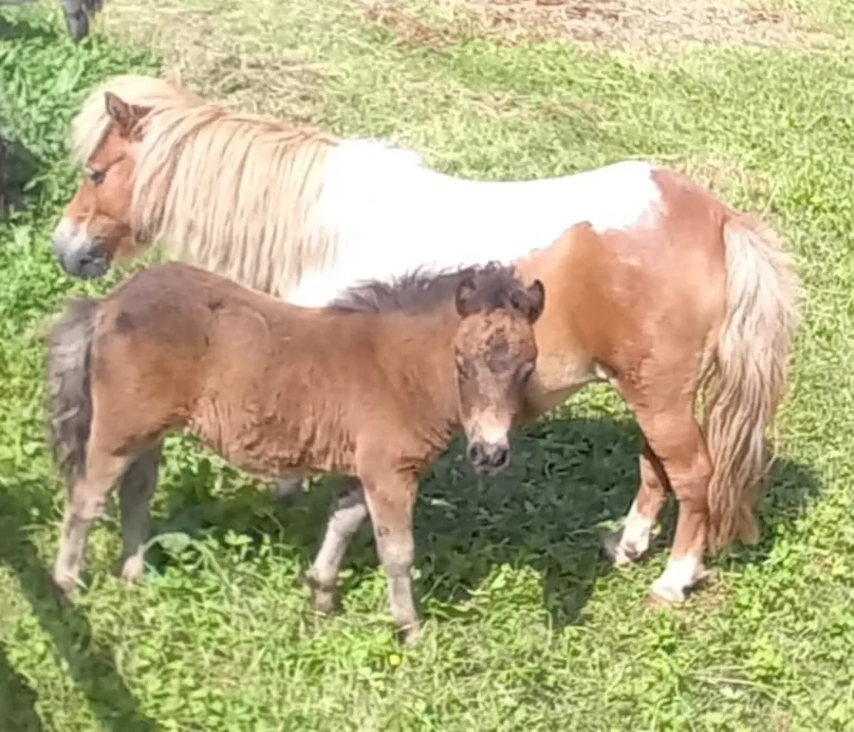 BEAUTIFUL FALABELLA PONIES 3 MARES AND 2 STALLIONS - Image 1