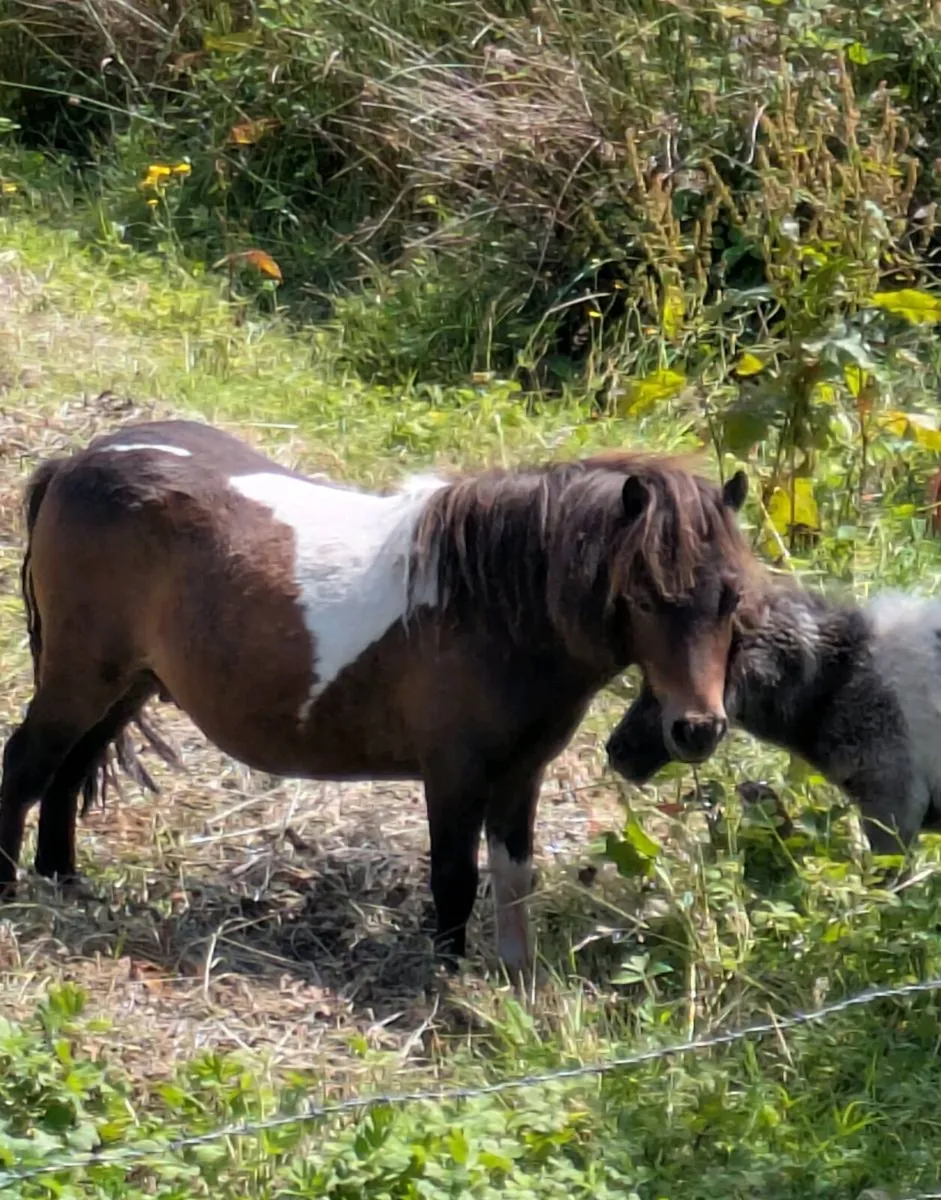 BEAUTIFUL FALABELLA PONIES 3 MARES AND 2 STALLIONS - Image 3