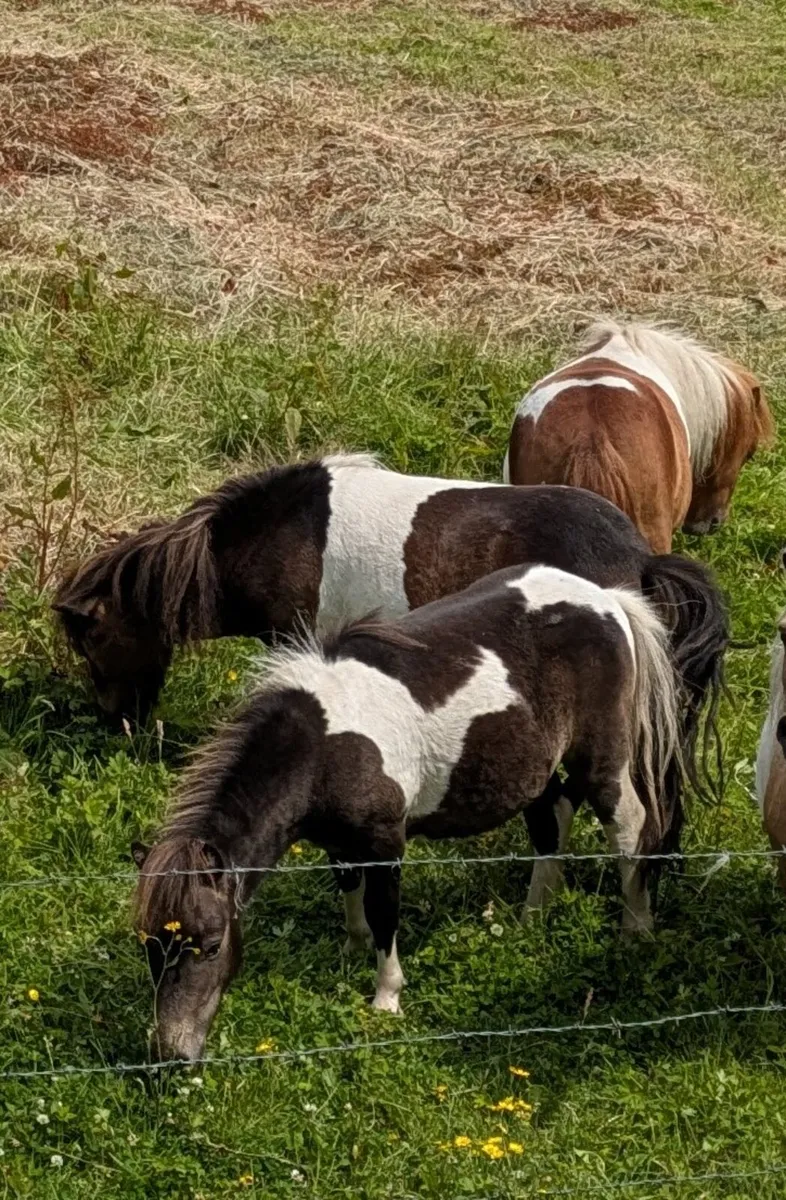 BEAUTIFUL FALABELLA PONIES 3 MARES AND 2 STALLIONS - Image 4