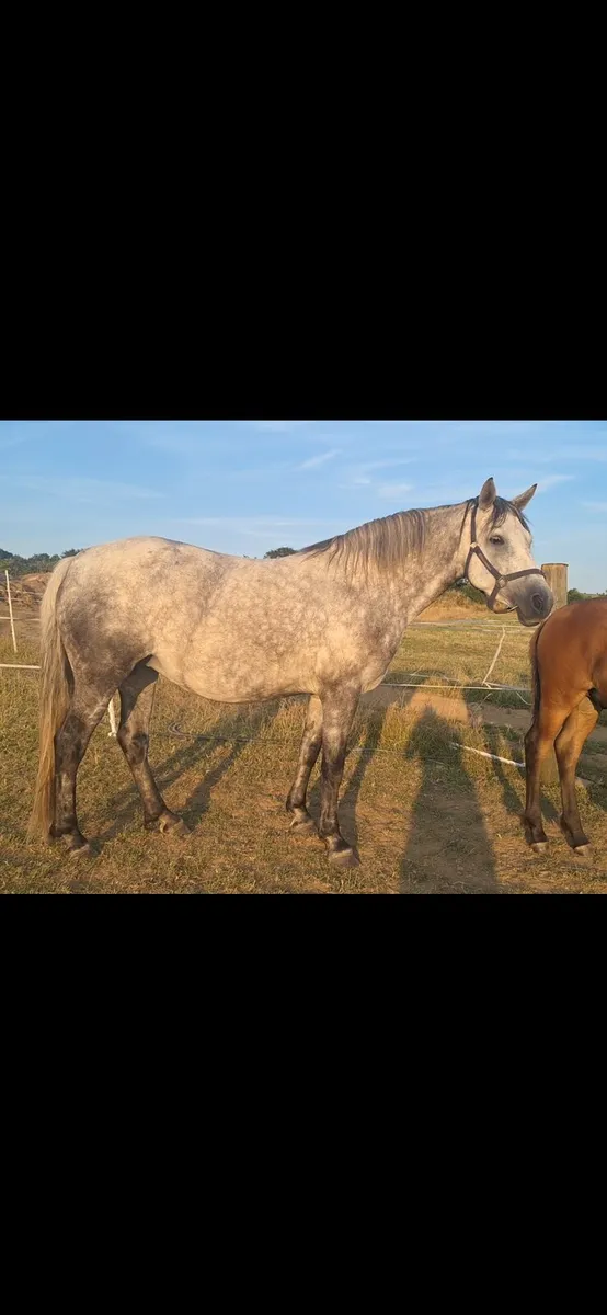 🌟 Full Connamara Broodmare 🌟 - Image 1