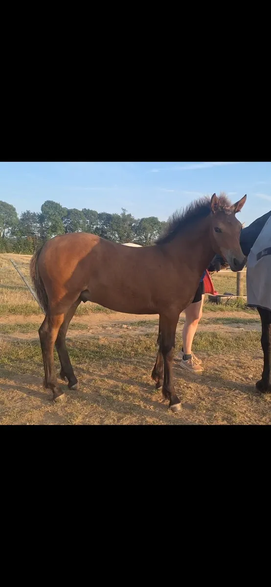 🌟 Full Connamara Broodmare 🌟 - Image 2