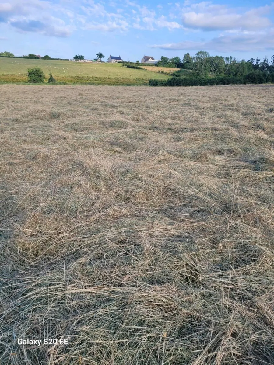 Hay - Image 3