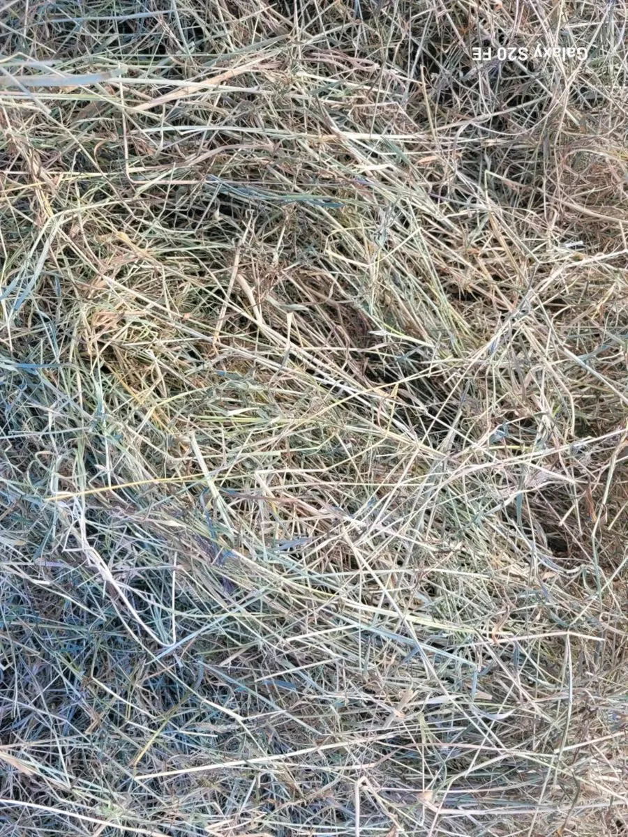 Hay - Image 4
