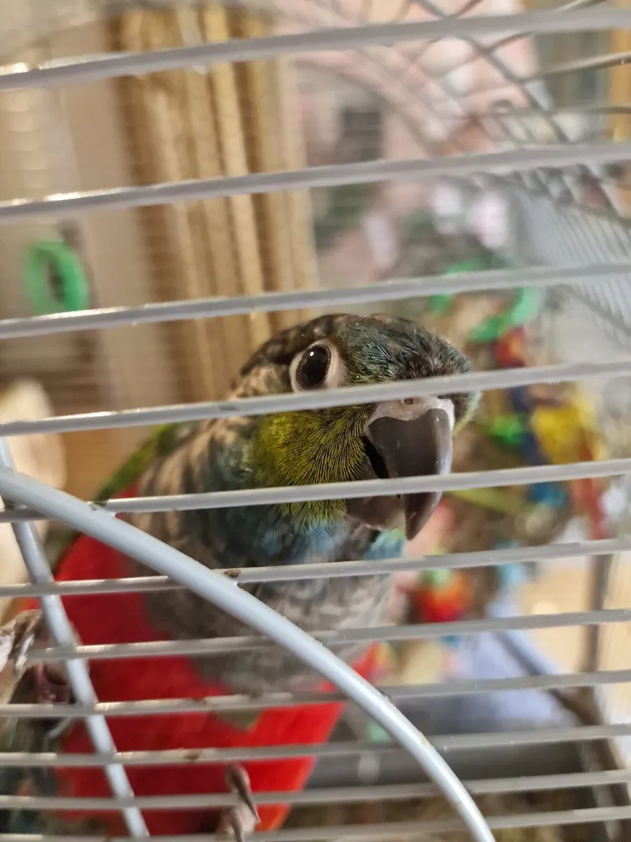 Crimson Bellied Conures - Image 2