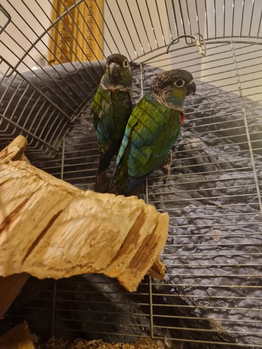 Crimson Bellied Conures - Image 1