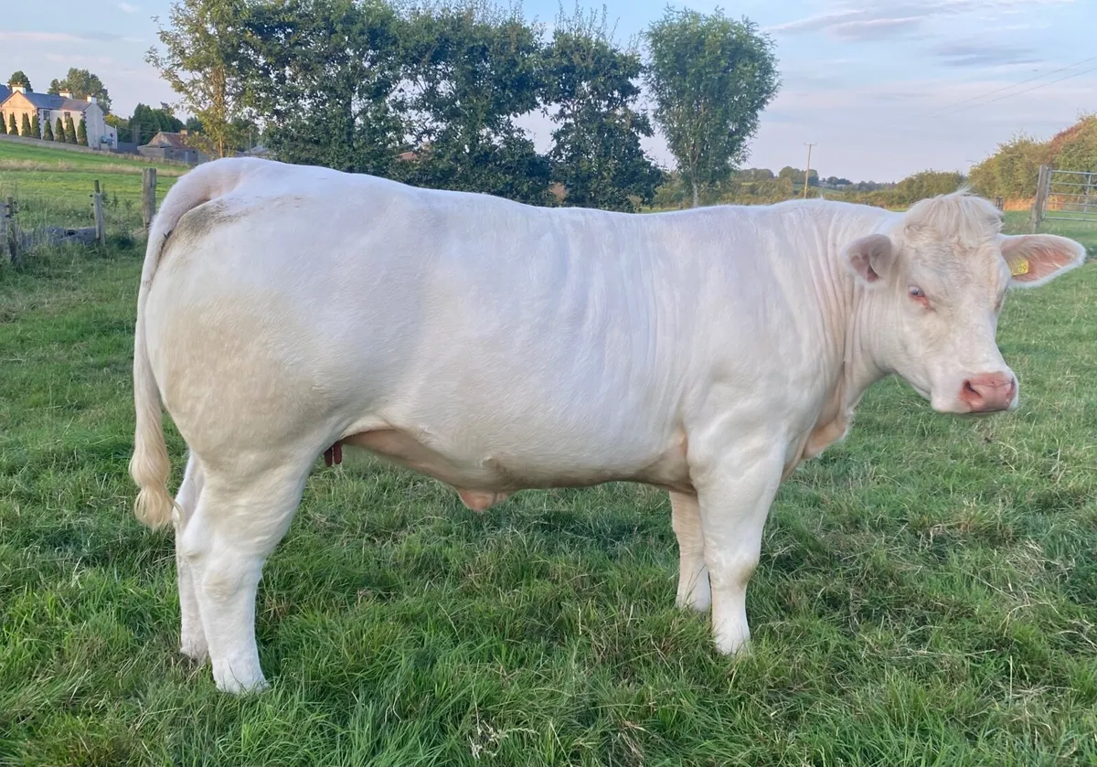 Pedigree Charolais Heifer - Image 2