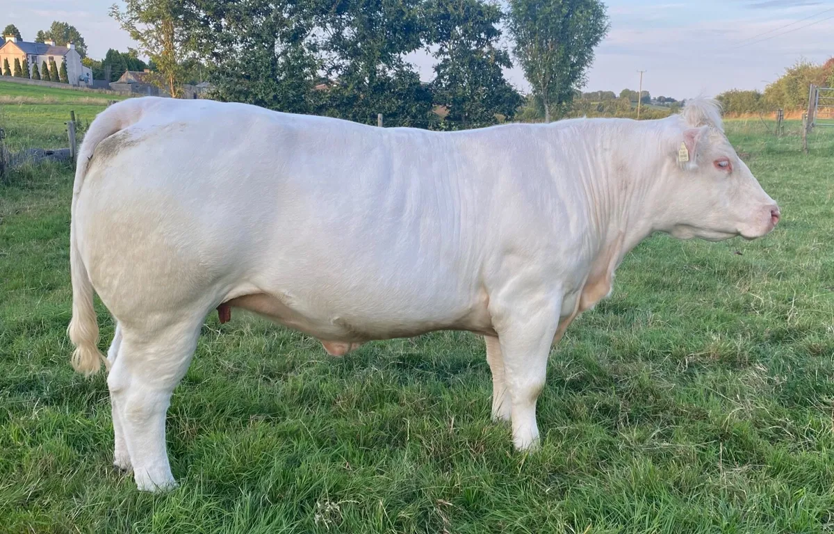 Pedigree Charolais Heifer - Image 3