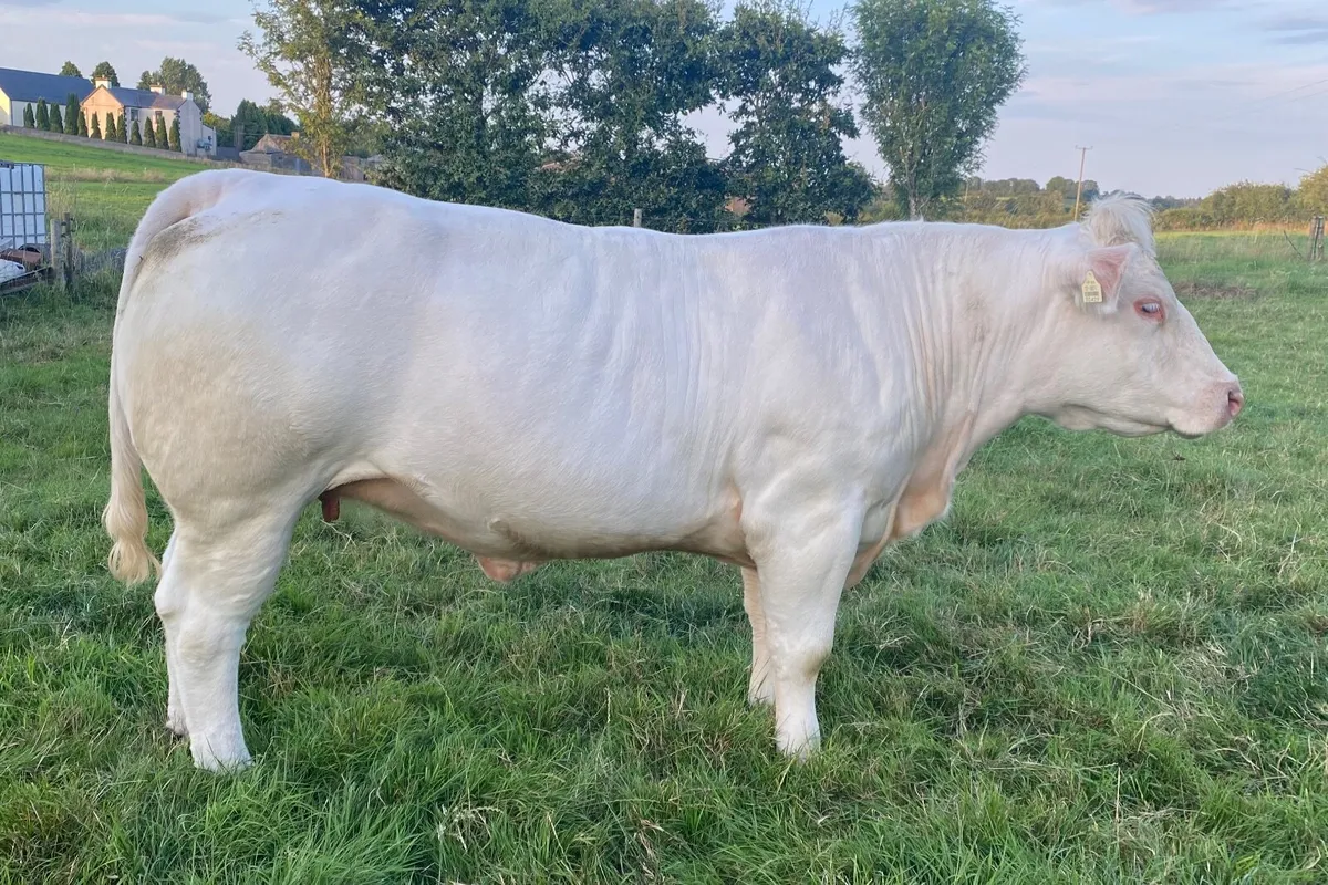 Pedigree Charolais Heifer - Image 4