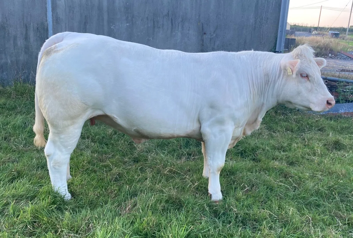 Pedigree Charolais Heifer - Image 1