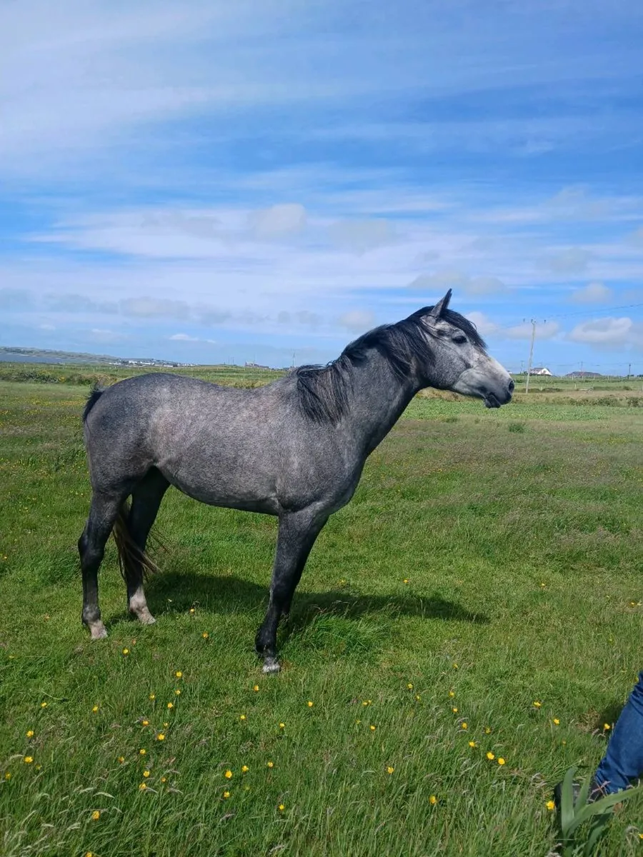 4 yo sports mare. DALLAS Vdl - Image 1