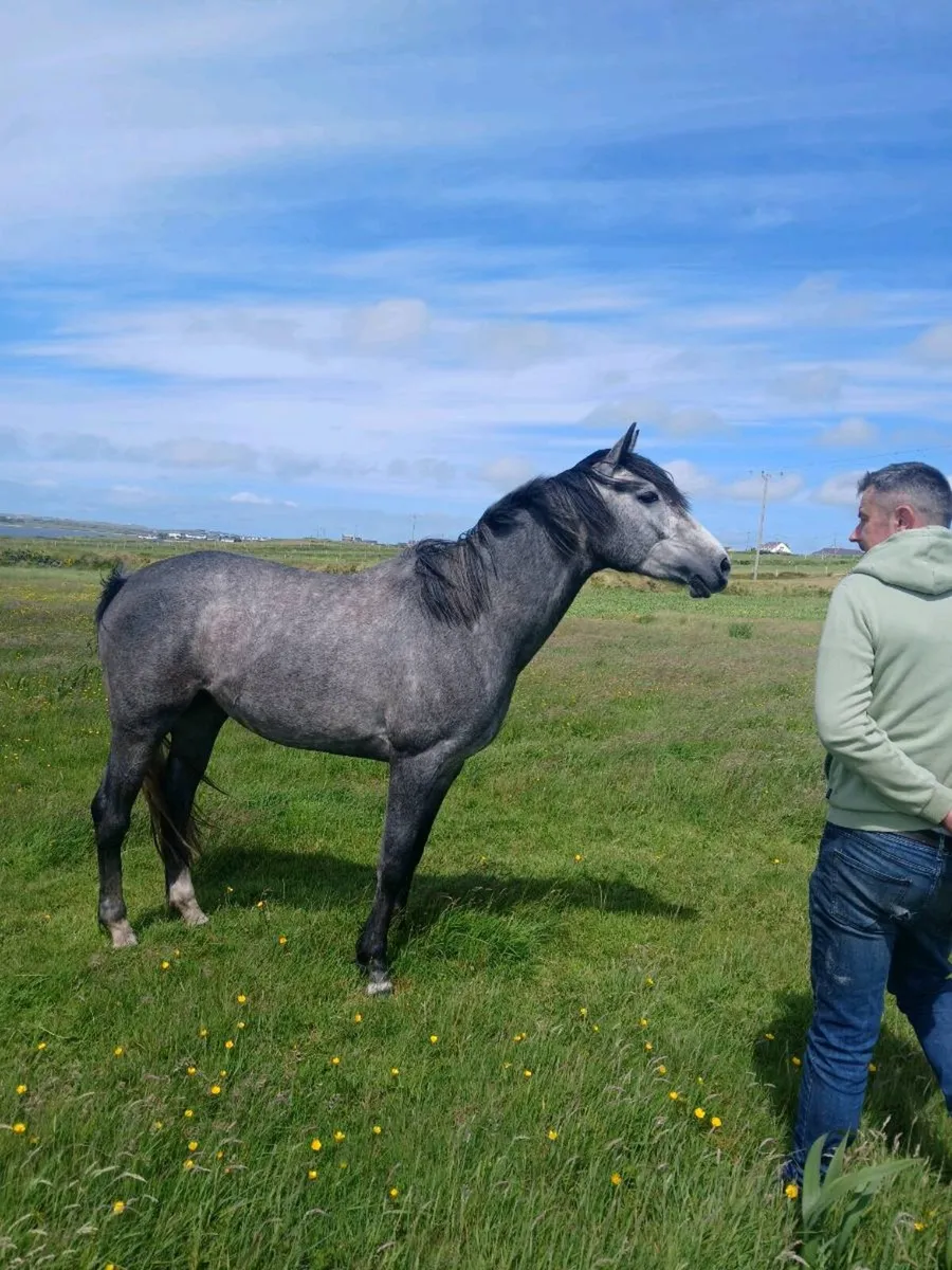 4 yo sports mare. DALLAS Vdl - Image 2