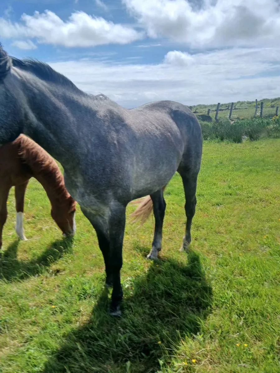4 yo sports mare. DALLAS Vdl - Image 4