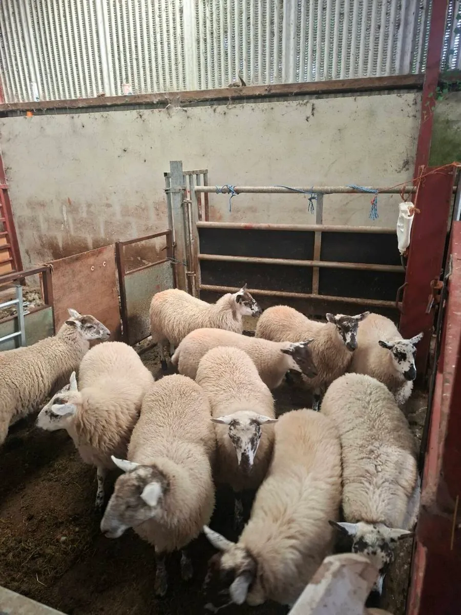 Organic Ewe Lambs - Image 2