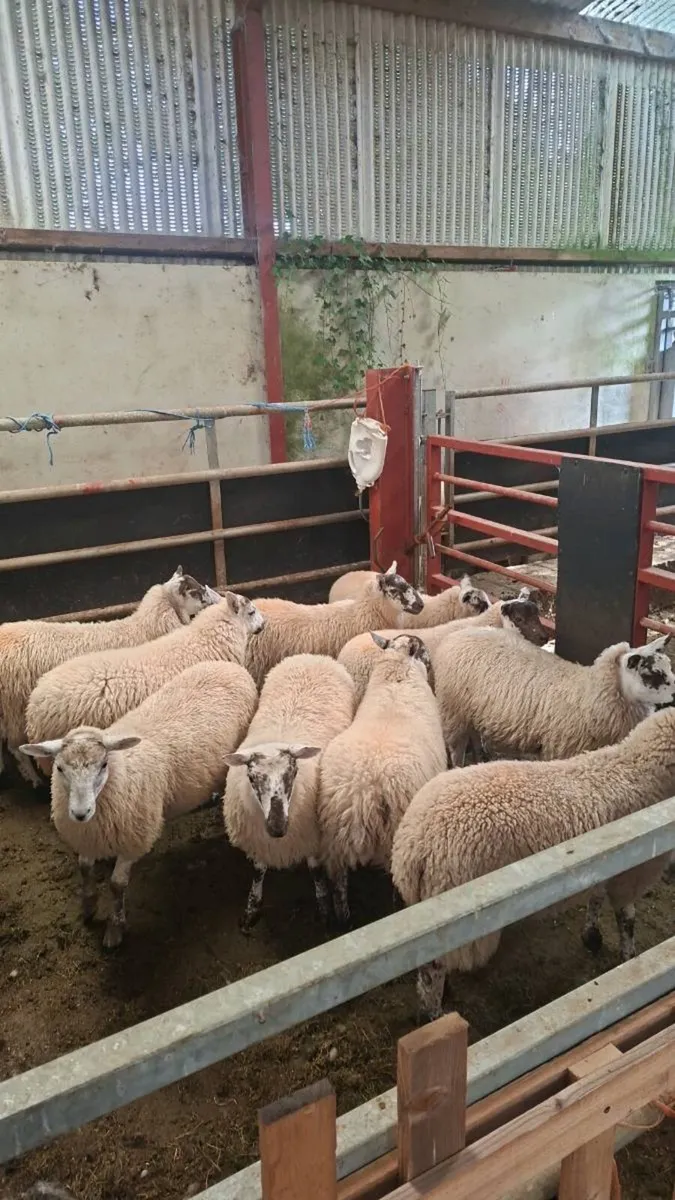 Organic Ewe Lambs - Image 3