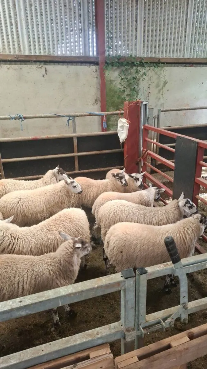 Organic Ewe Lambs - Image 1