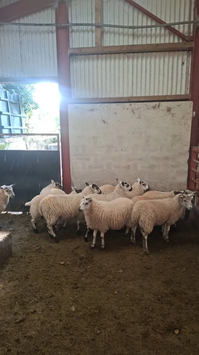 Organic Ewe Lambs - Image 4