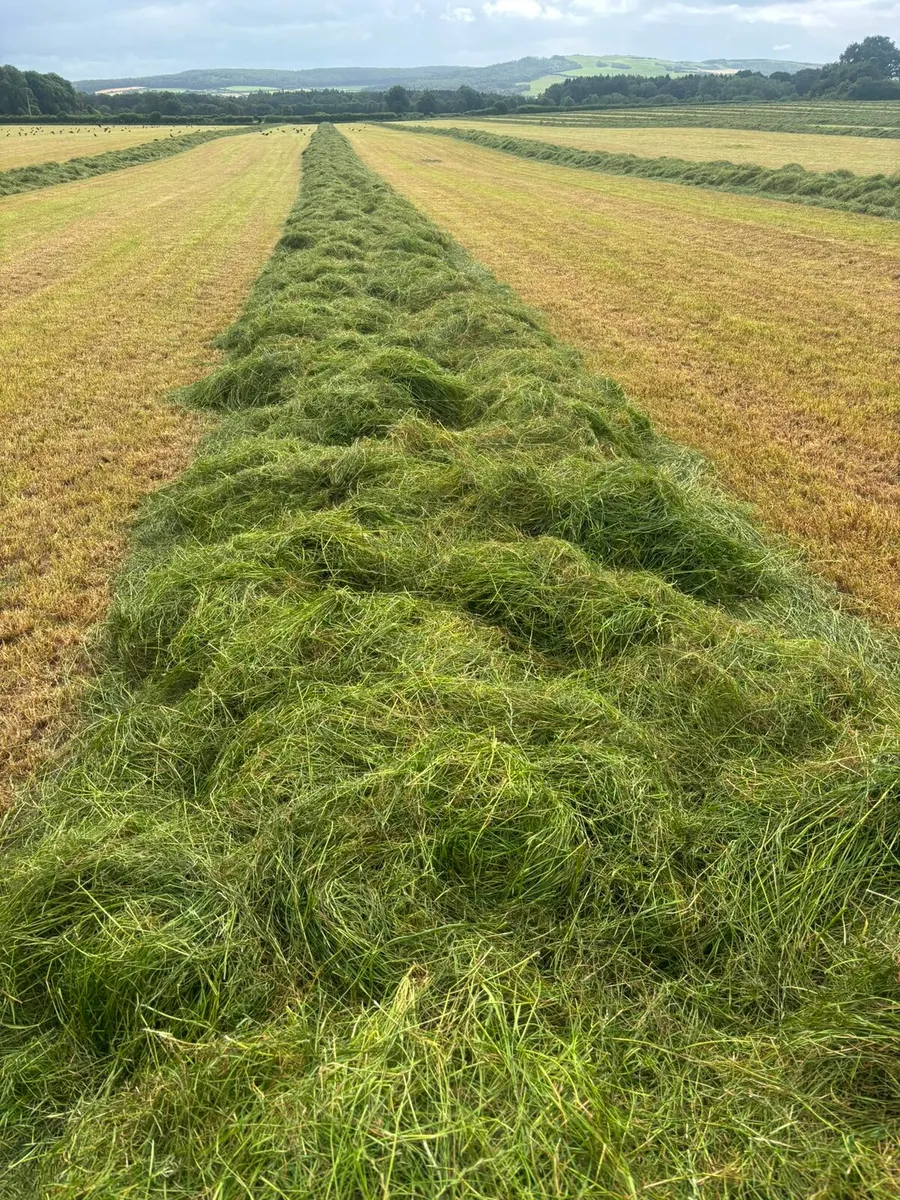 Silage Pits and Hay for Sale - Image 2