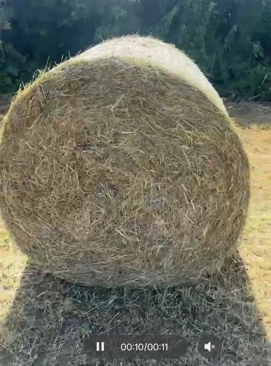 Silage Pits and Hay for Sale - Image 3