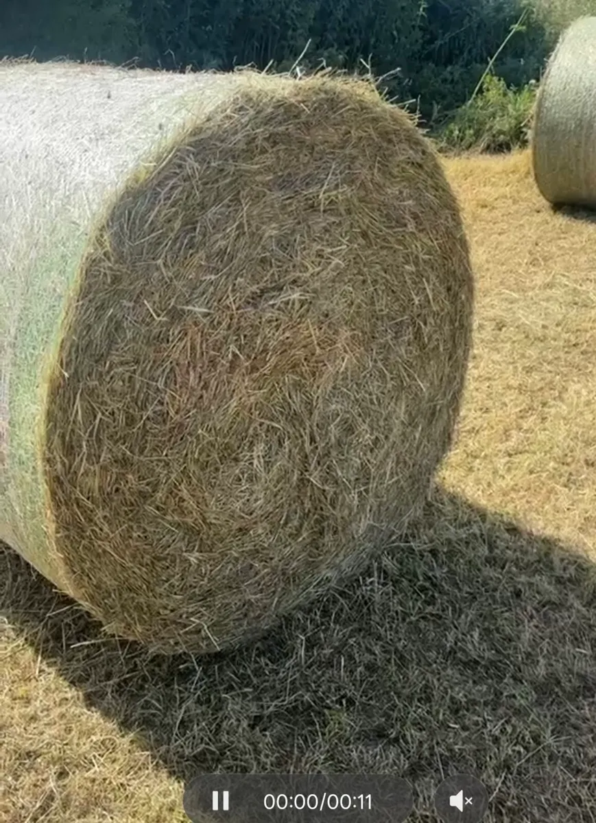 Silage Pits and Hay for Sale - Image 4