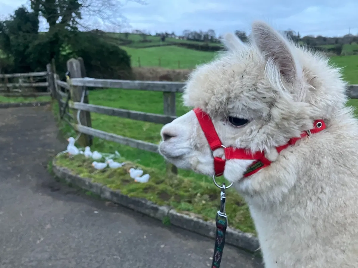 Female alpaca with female cria at foot. BAS reg. - Image 4