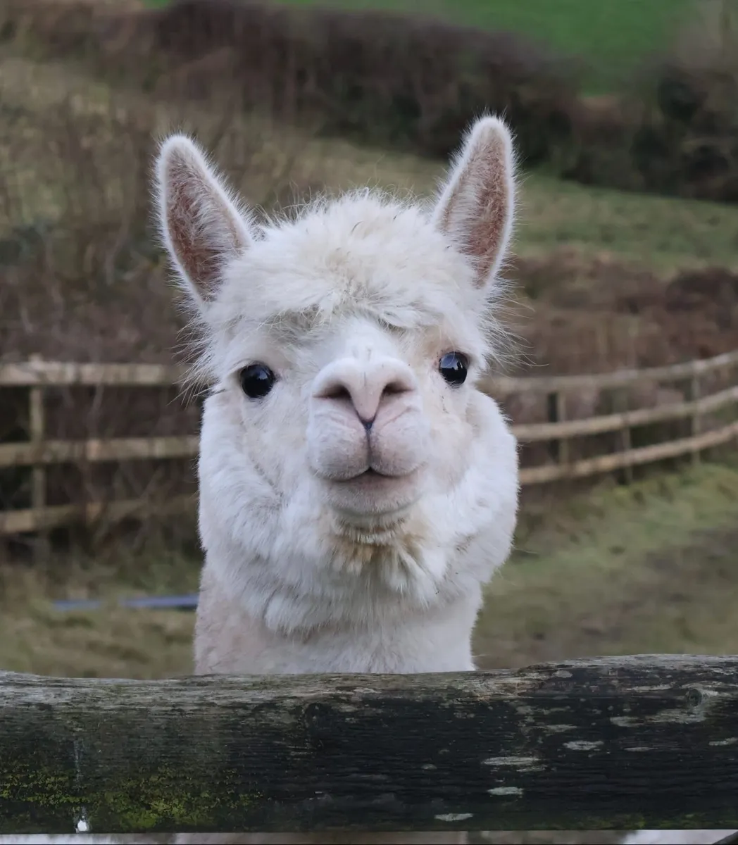Female alpaca with female cria at foot. BAS reg. - Image 1
