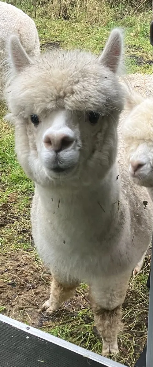 Female alpaca with female cria at foot. BAS reg. - Image 2