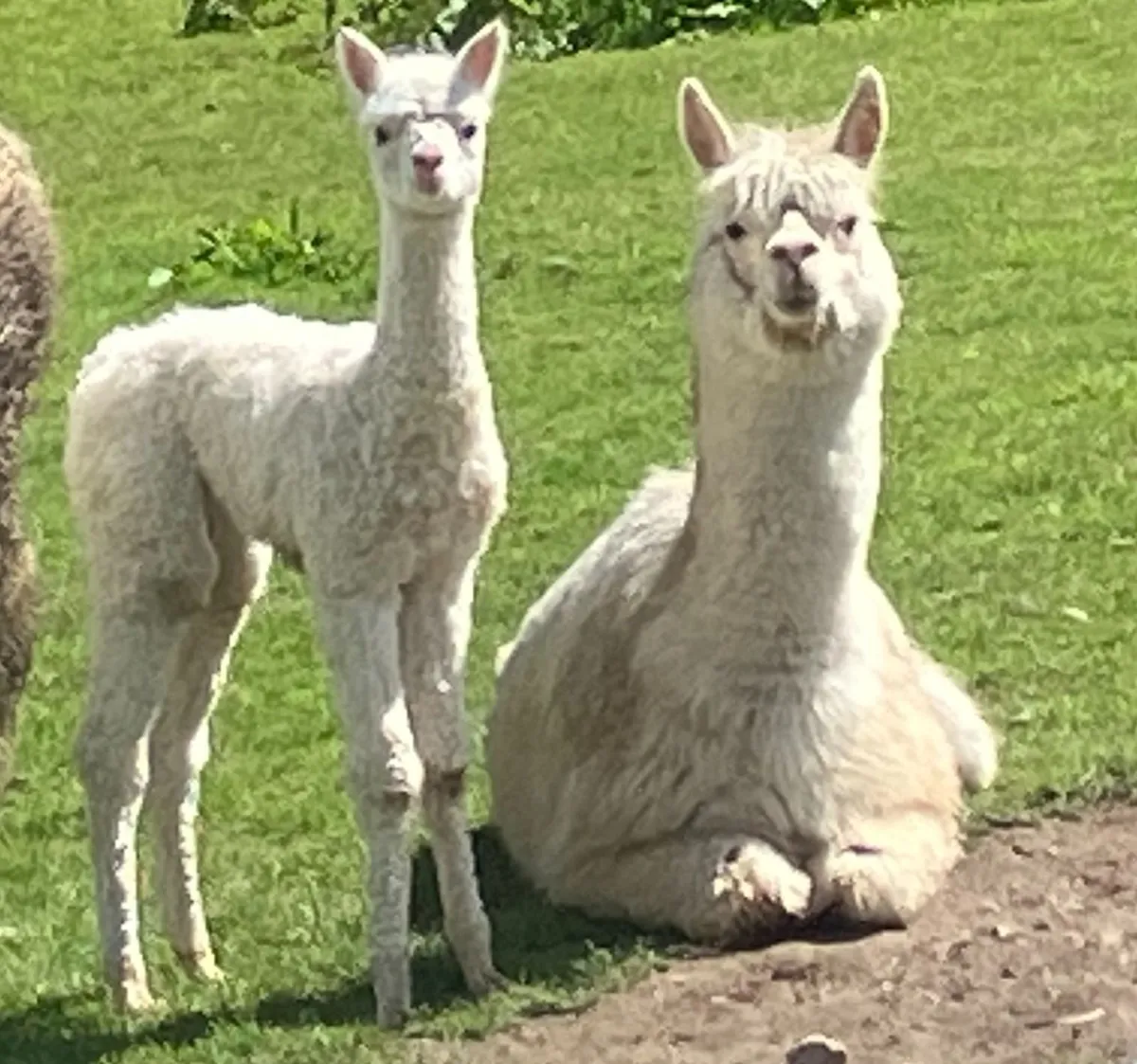 Female alpaca with female cria at foot. BAS reg. - Image 3
