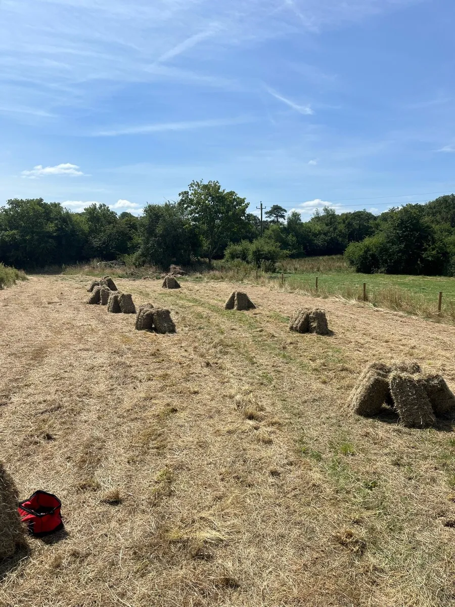 Small square bales - Image 1