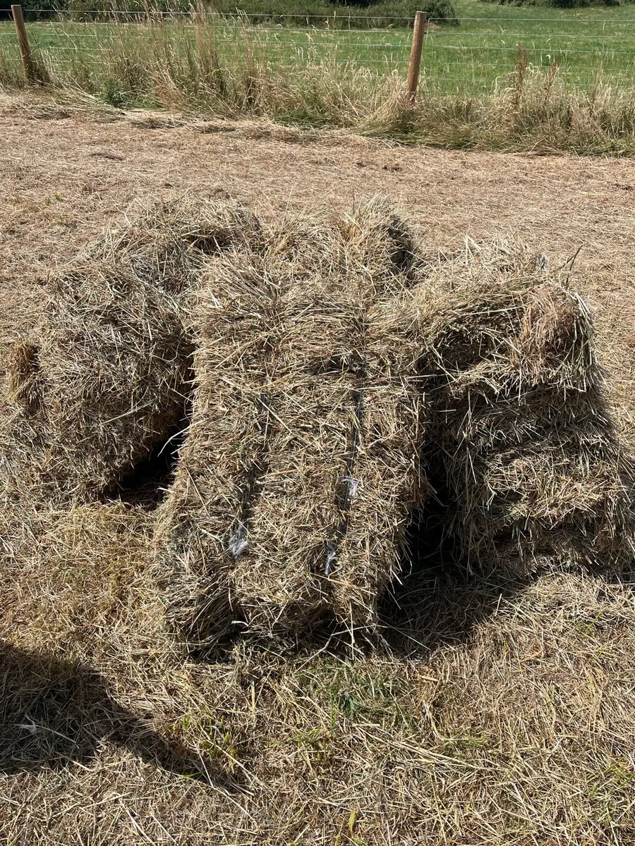 Small square bales - Image 2
