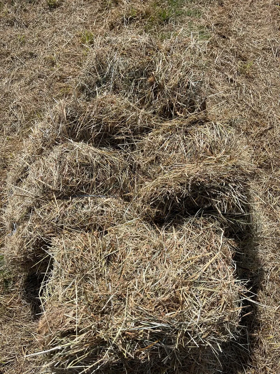 Small square bales - Image 3