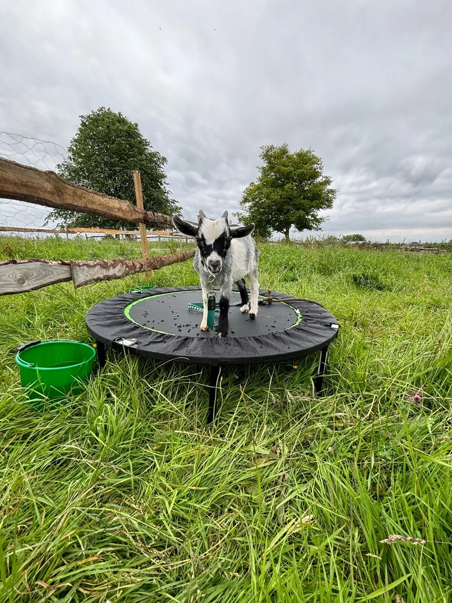 Pygmy Goat - Image 2