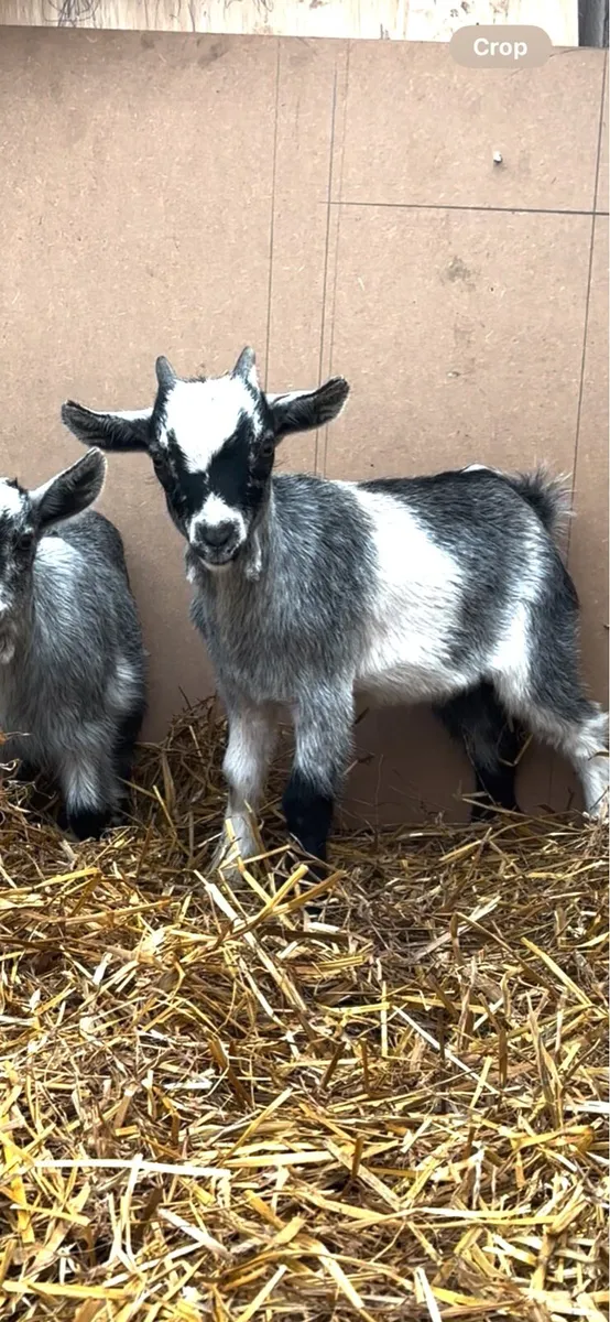 Pygmy Goat - Image 3