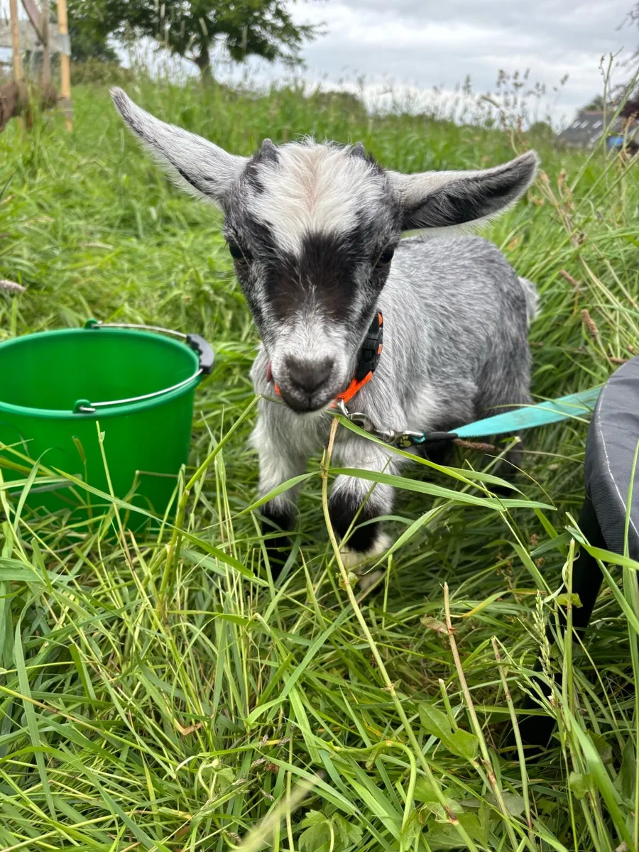 Pygmy Goat - Image 1