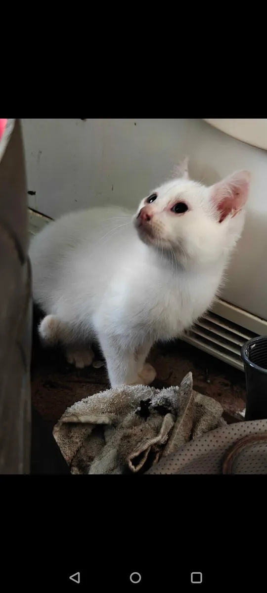 White kitten Blue Eyes - Image 1