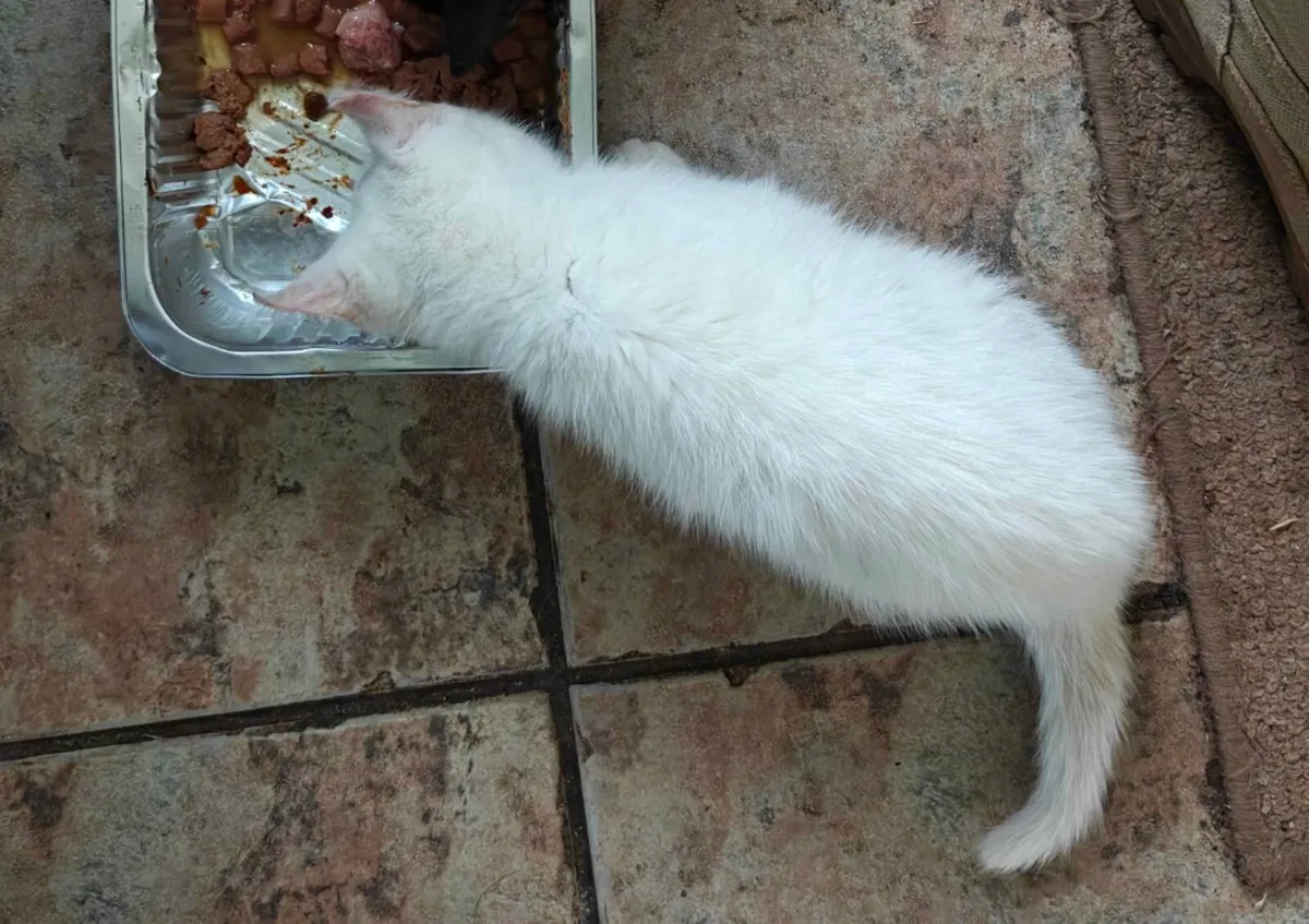 White kitten Blue Eyes - Image 2