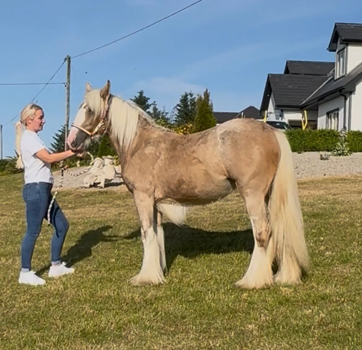 Silver Bay Roan Yearling Filly - Image 1
