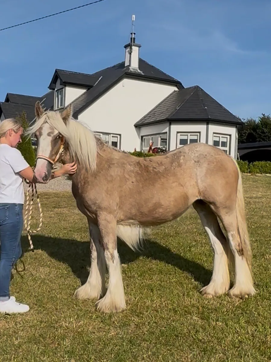 Silver Bay Roan Yearling Filly - Image 2
