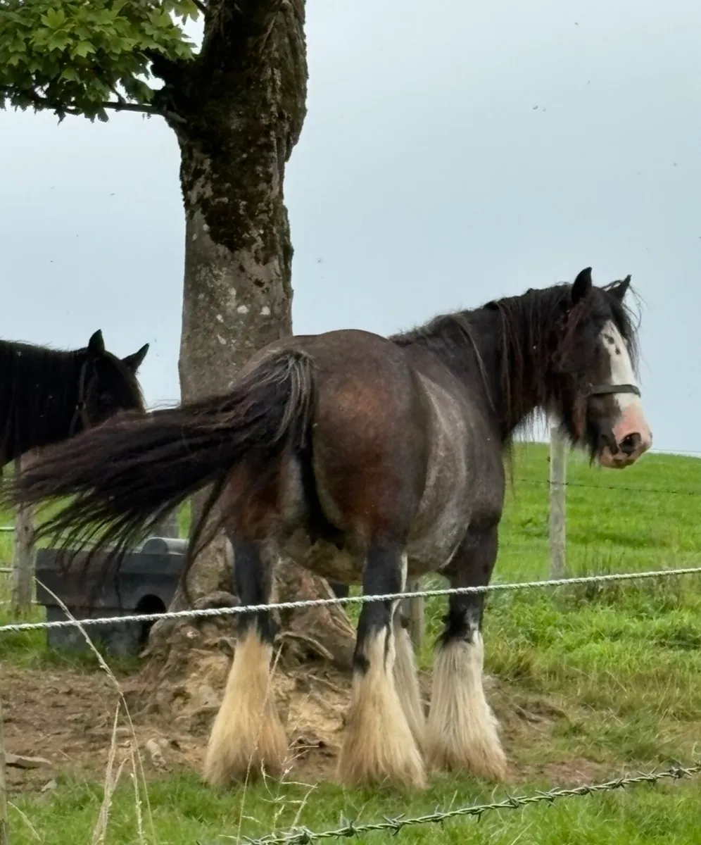 Silver Bay Roan Yearling Filly - Image 3