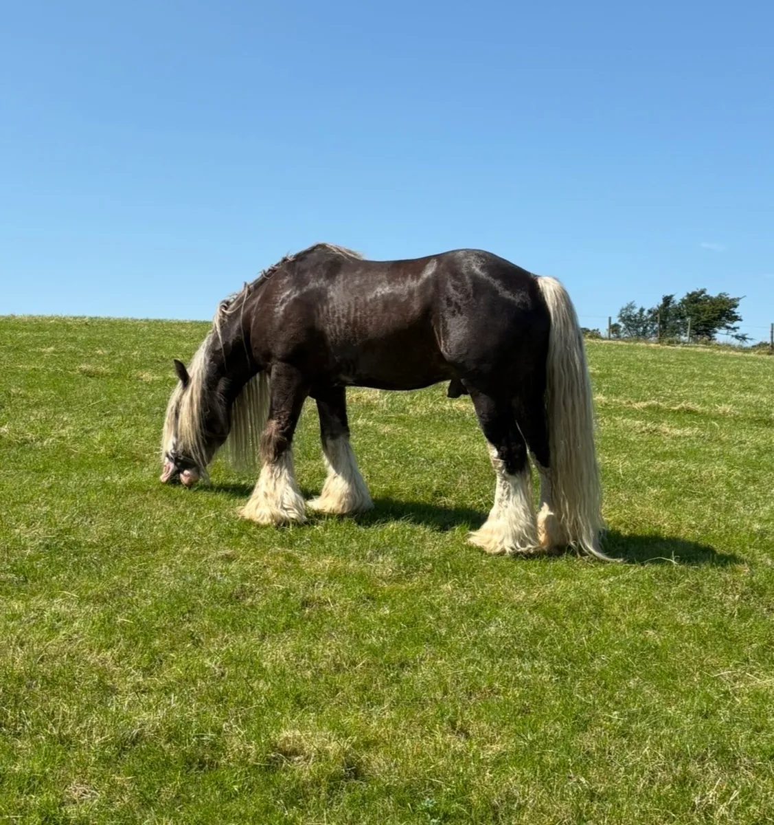 Silver Bay Roan Yearling Filly - Image 4