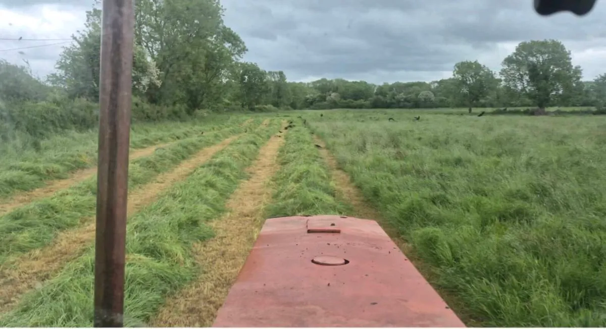 Square bales of hay - Image 3