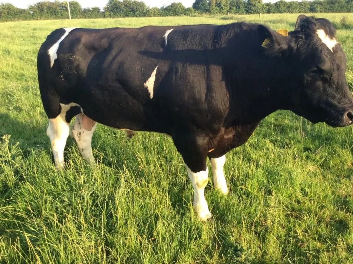 Clogheraily Pedigree British Friesian Bulls - Image 2
