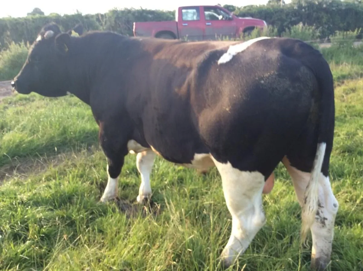 Clogheraily Pedigree British Friesian Bulls - Image 1