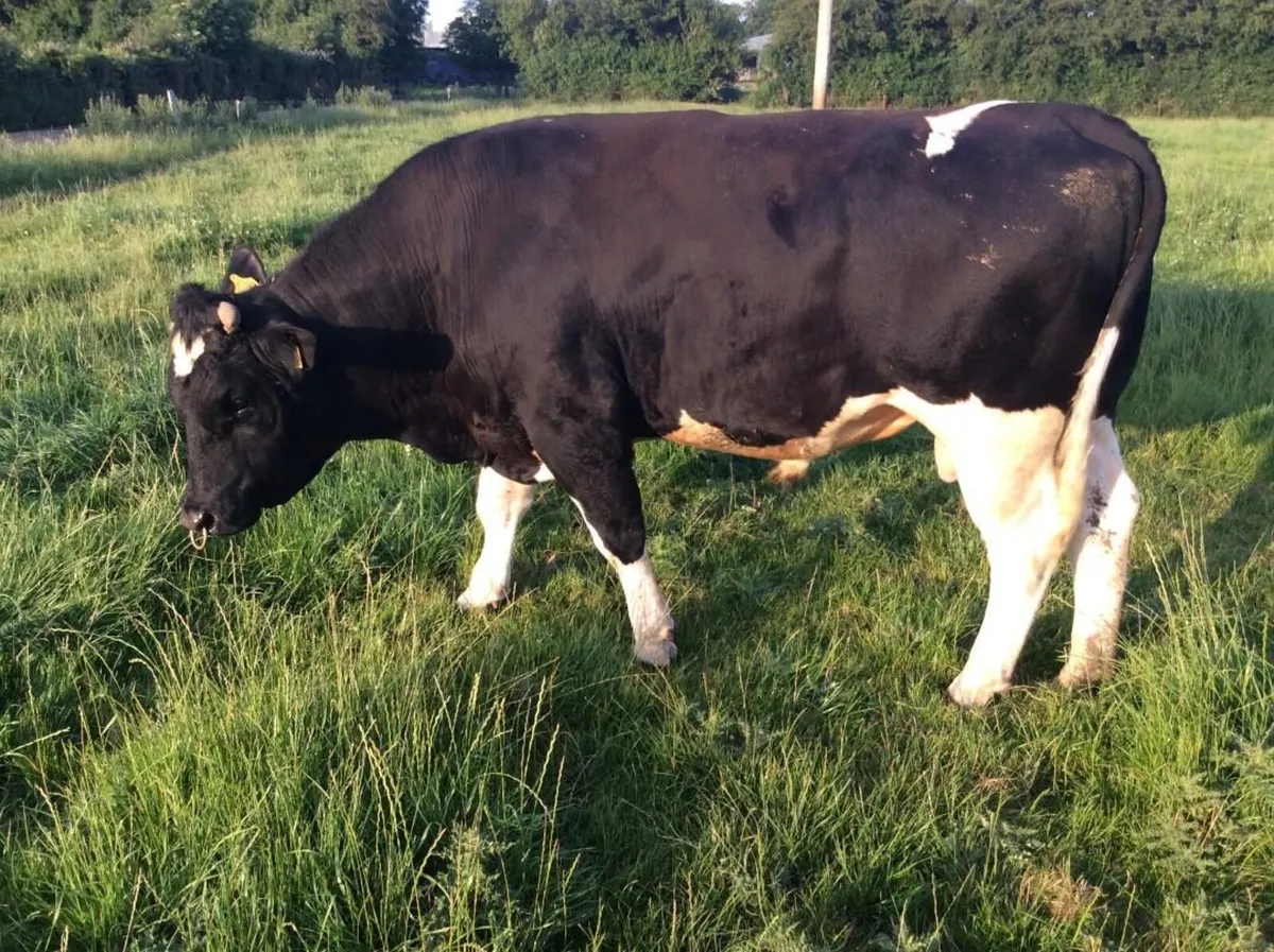 Clogheraily Pedigree British Friesian Bulls - Image 3