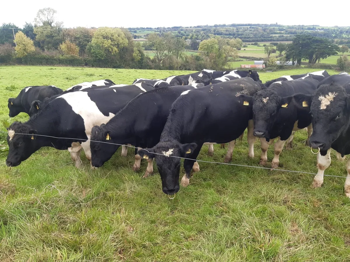 Clogheraily Pedigree British Friesian Bulls - Image 2