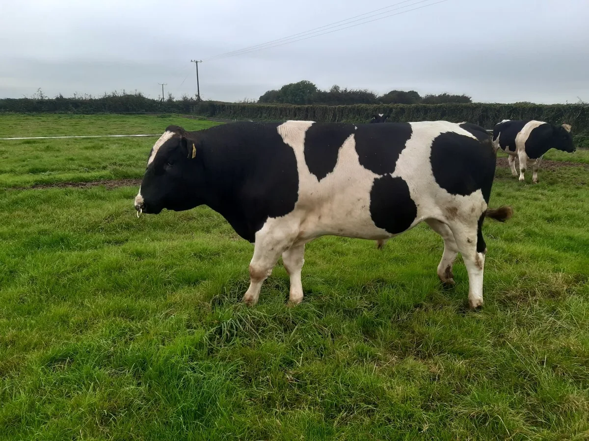 Clogheraily Pedigree British Friesian Bulls - Image 3